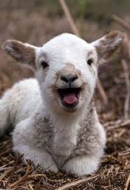 Baaaaaa lamb