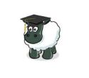 sheep graduate