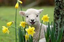 happy spring lamb