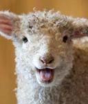smilingsheep3