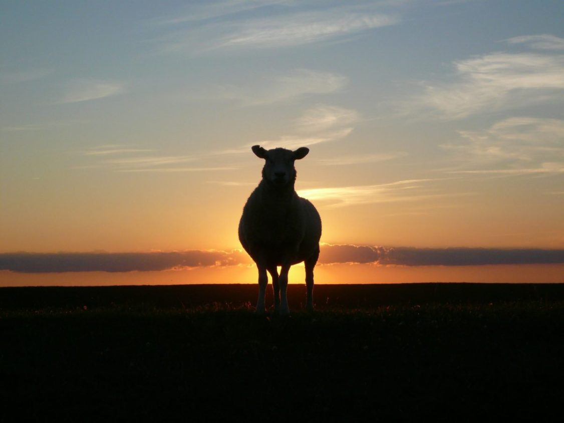 lamb-sunset-50494_1920-1203x902